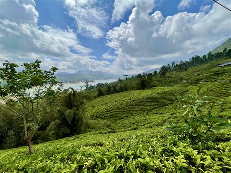 tea moisture meter in sri lanka|tea fields in sri lanka.